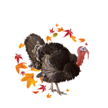 Turkey Emblem